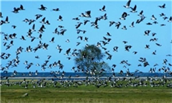 روند افزایشی حضور پرندگان در تالاب های استان بوشهر، از جمله خارگ و خارگو