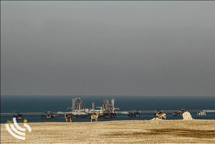 آهوان جزیره 2