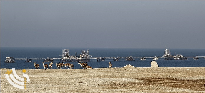 آهوان جزیره 3