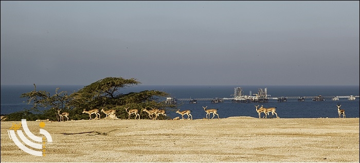 آهوان جزیره 4