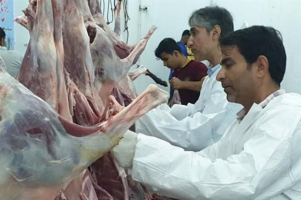 نظارت بهداشتی و شرعی در عید قربان توسط ۳۴ اکیپ دامپزشکی بوشهر