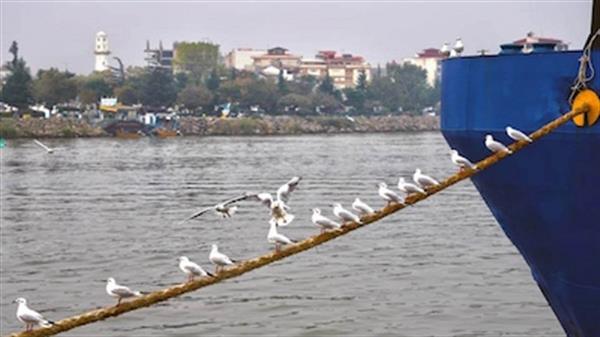 مهمان‌های تابستانی جزایر بوشهر آماربرداری شدند