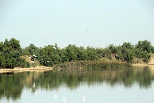 تالاب حله احیا می‌شود