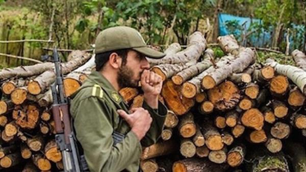 ۳۵ تن چوب قاچاق در دشتستان کشف شد