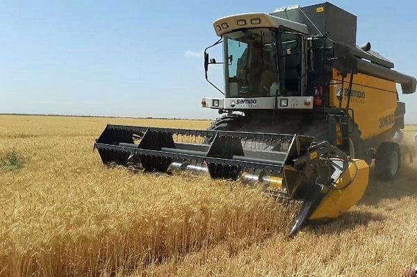برداشت گندم در گناوه با رعایت پروتکل‌های بهداشتی انجام می‌شود