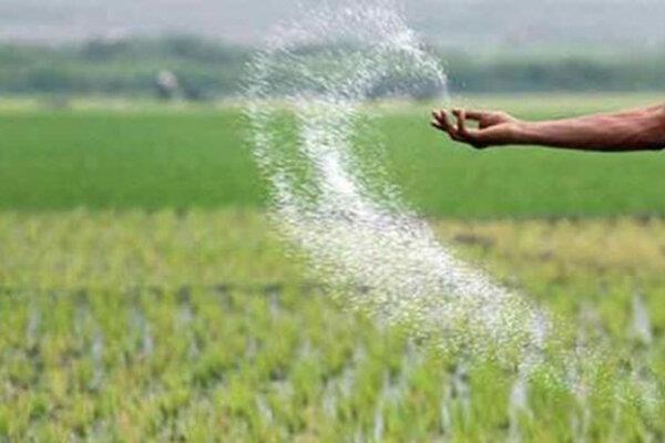 ۱۵ هزار تن کود در اختیار کشاورزان استان بوشهر قرار گرفت