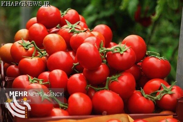 خسارت ۴۸۵ میلیارد تومانی تگرگ به مزارع گوجه‌فرنگی بردخون