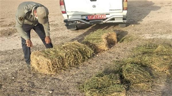 محیط‌بانان به آهوان خارگ علوفه دادند