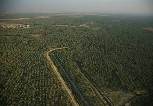 محیط زیست از تخریب جنگل گلوبردکان جم شکایت کرد