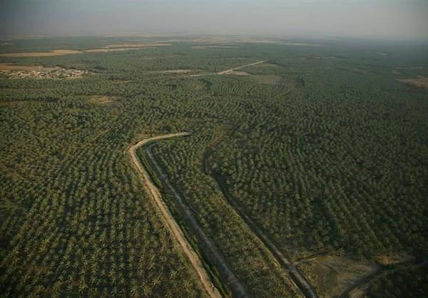 از تخریب و تصرف جنگل گلوبردکان جم جلوگیری شد