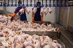 ۳۵ هزار تن گوشت مرغ در استان بوشهر تولید شد
