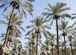 علی‌پور: الگوی ملی برای کنترل سوسک سرخرطومی خرما ایجاد می‌شود