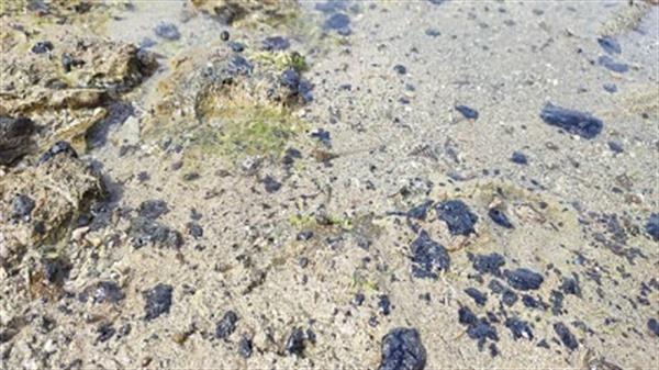 ساحل بوشهر به لکه‌های نفتی آلوده شد