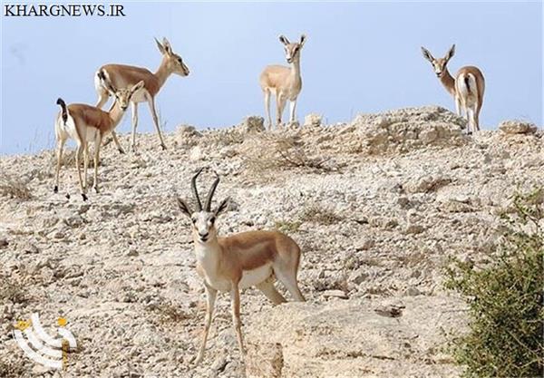 علوفه برای حمایت از آهوی خارگی تأمین شد