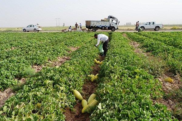 بیمه جوابگوی جبران خسارت کشاورزان استان بوشهر نیست
