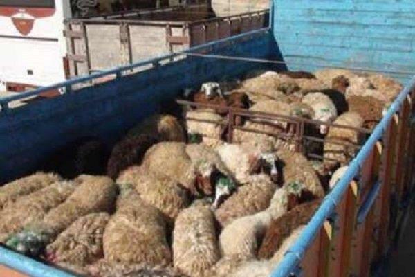 کشف احشام قاچاق در شهرستان دیلم