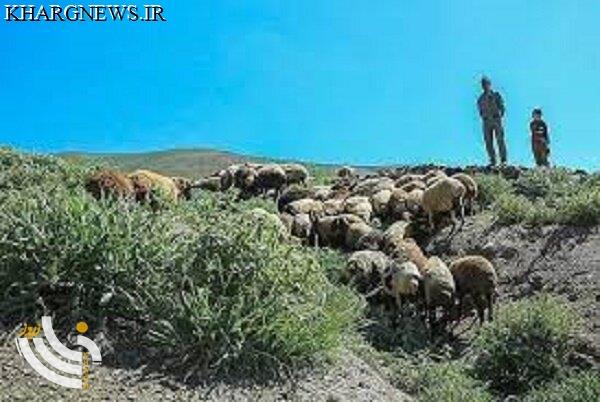 زمان آغاز فصل چرای دام در مراتع استان بوشهر مشخص شد