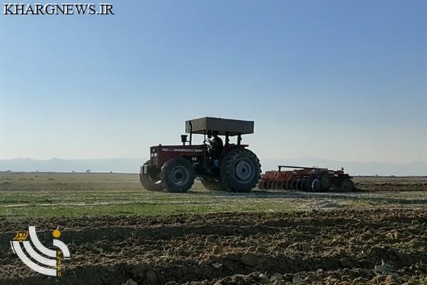 ۱۴ هزار هکتار اراضی استان بوشهر زیر کشت گندم رفت