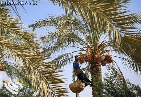 کنترل مصرف خرما در افراد دیابتی بسیار مهم است