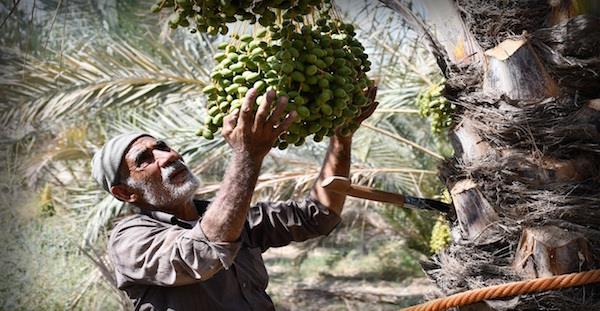 ۱۰درصد صادرات خرمای کشور از استان بوشهر است