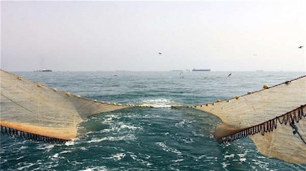 رفیت پرورش ماهی در استان بوشهر ۵۰۰ تن افزایش یافت