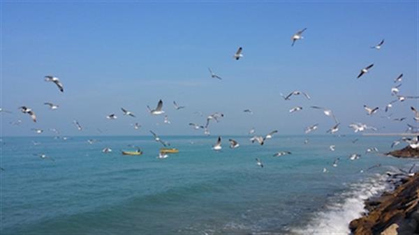 تخریب ساحل گناوه متوقف شد