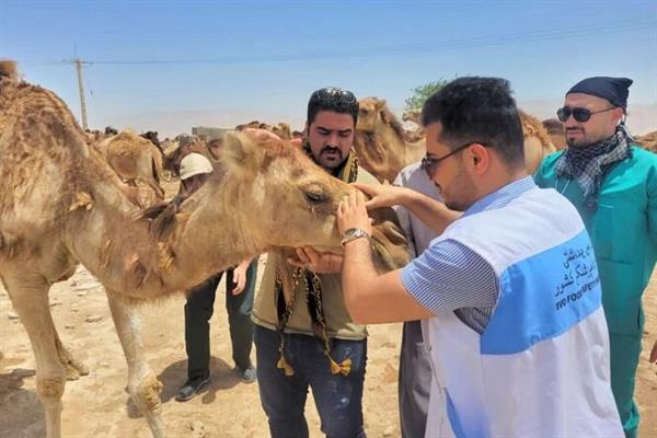 شترهای شهرستان دیر ویزیت و درمان رایگان شدند