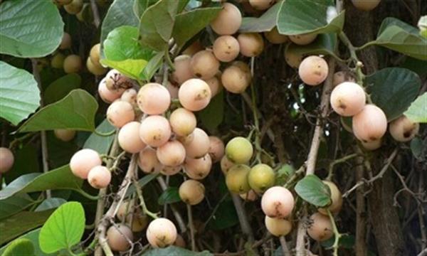سپستان میوه دارویی و خوراکی جنوبی‌ها