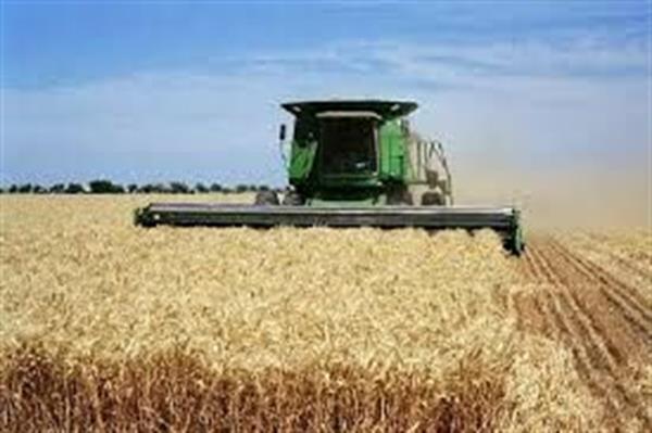 تولید گندم در استان بوشهر بیش از ۶۰ درصد کاهش می‌یابد