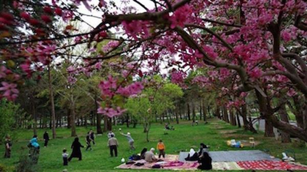 پارک‌های جنگلی استان بوشهر ۱۳ بدر تعطیل هستند