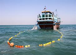 امینی: ساماندهی شناورها ضامن حفظ ذخایر آبزیان و حقوق صیادان است