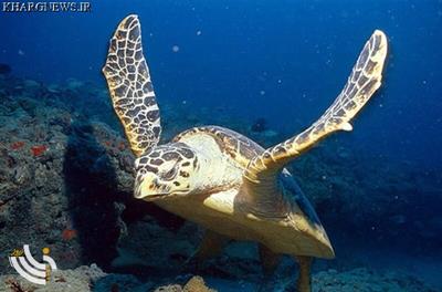 بوشهری‌ها پاسبانان موفق لاکپشت‌های منقار عقابی