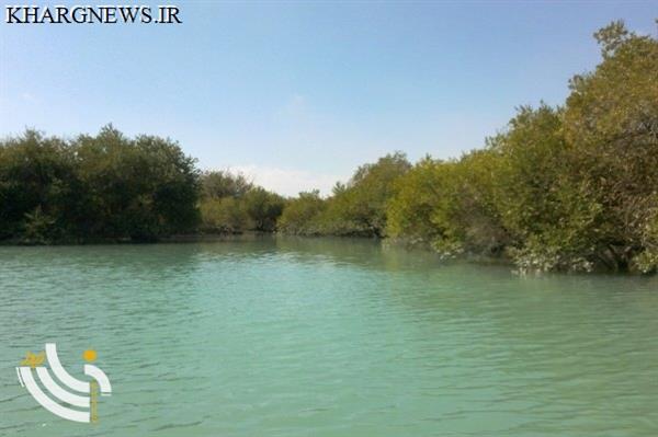 ۱۲ هزار هکتار عرصه‌ ساحلی برای کاشت نهال حرا در بوشهر شناسایی شد