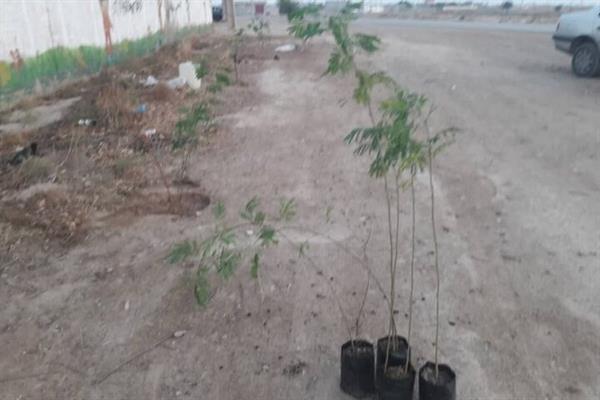 طرح کمربند سبز در روستای «تل تل» شهرستان گناوه اجرا شد