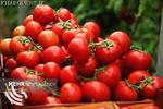 خسارت ۴۸۵ میلیارد تومانی تگرگ به مزارع گوجه‌فرنگی بردخون