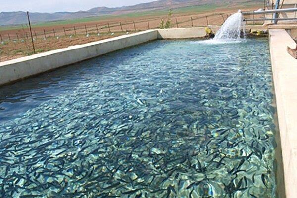 طرح‌های پرورش ماهی در قفس در سواحل استان بوشهر تقویت می‌شود