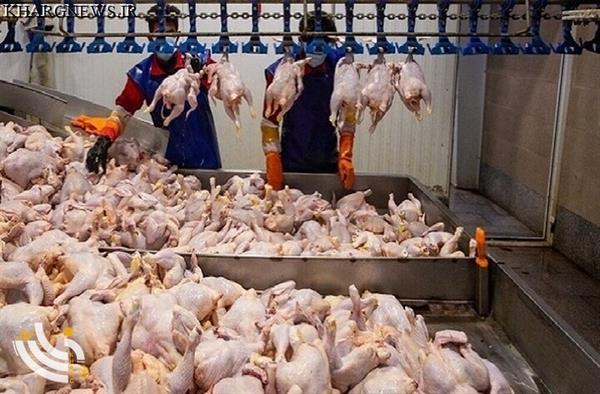 ۳۵ هزار تن گوشت مرغ در استان بوشهر تولید شد