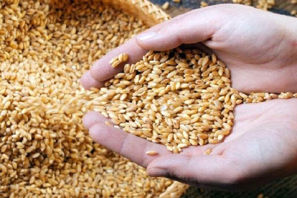 توزیع بذر گندم و کود بین کشاورزان استان بوشهر آغاز شد