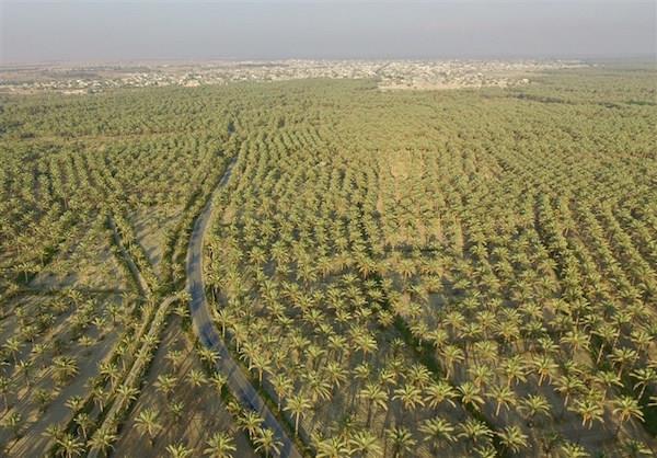 طرح تحول نخلستان برای رونق اقتصاد خرما از اولویت‌های استان بوشهر است